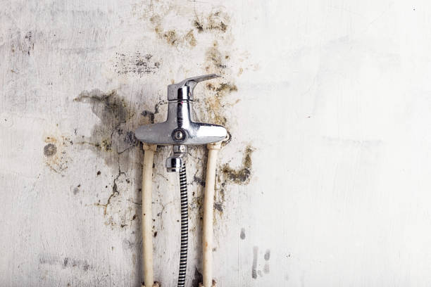 Best Black Mold Removal  in Vance, AL