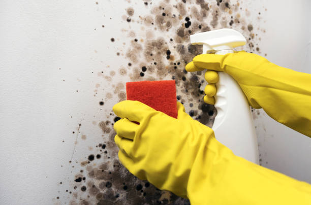 Best Certified Mold Removal  in Vance, AL