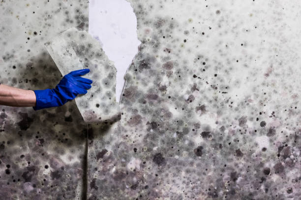Best Mold Damage Repair  in Vance, AL