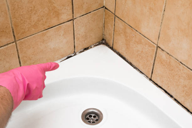 Mold Testing and Removal in Vance, AL